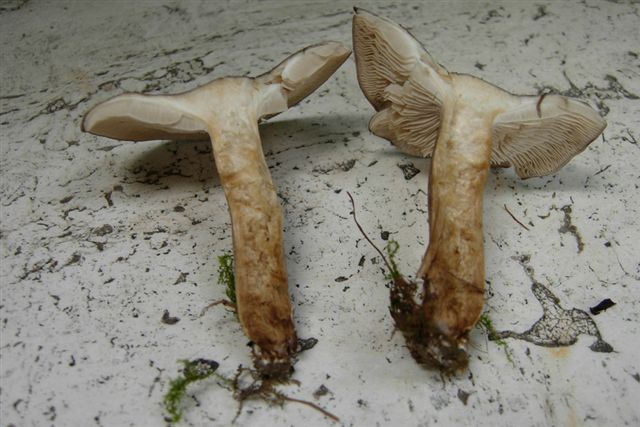 Dal mio giardino: Clitocybe ?